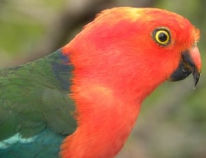 orange and green parakeet thumbnail