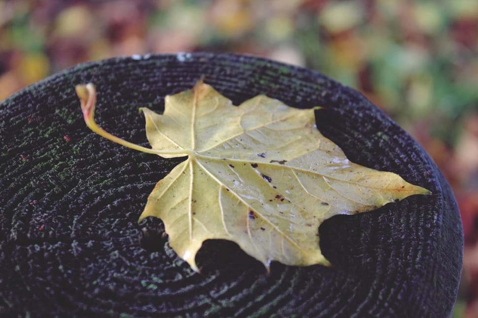 green leaf preview