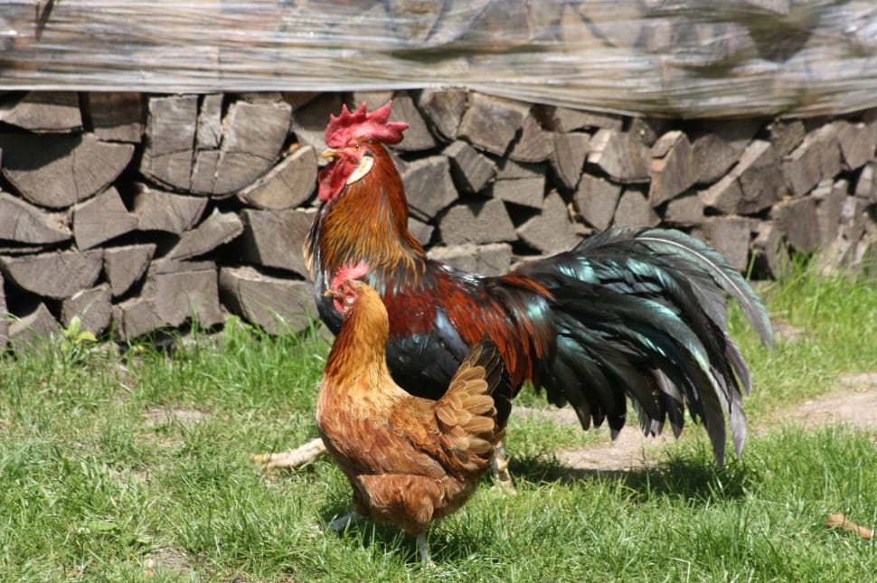 red and black rooster and brown hen preview