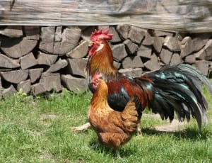 red and black rooster and brown hen thumbnail