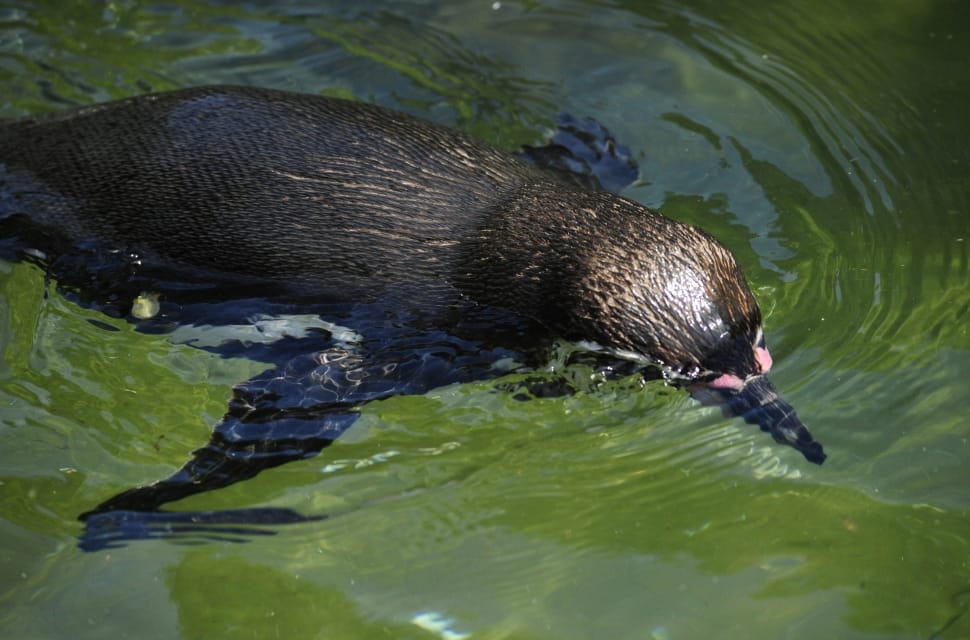 Penguin, Humboldt Penguin, Bird, animals in the wild, animal themes preview