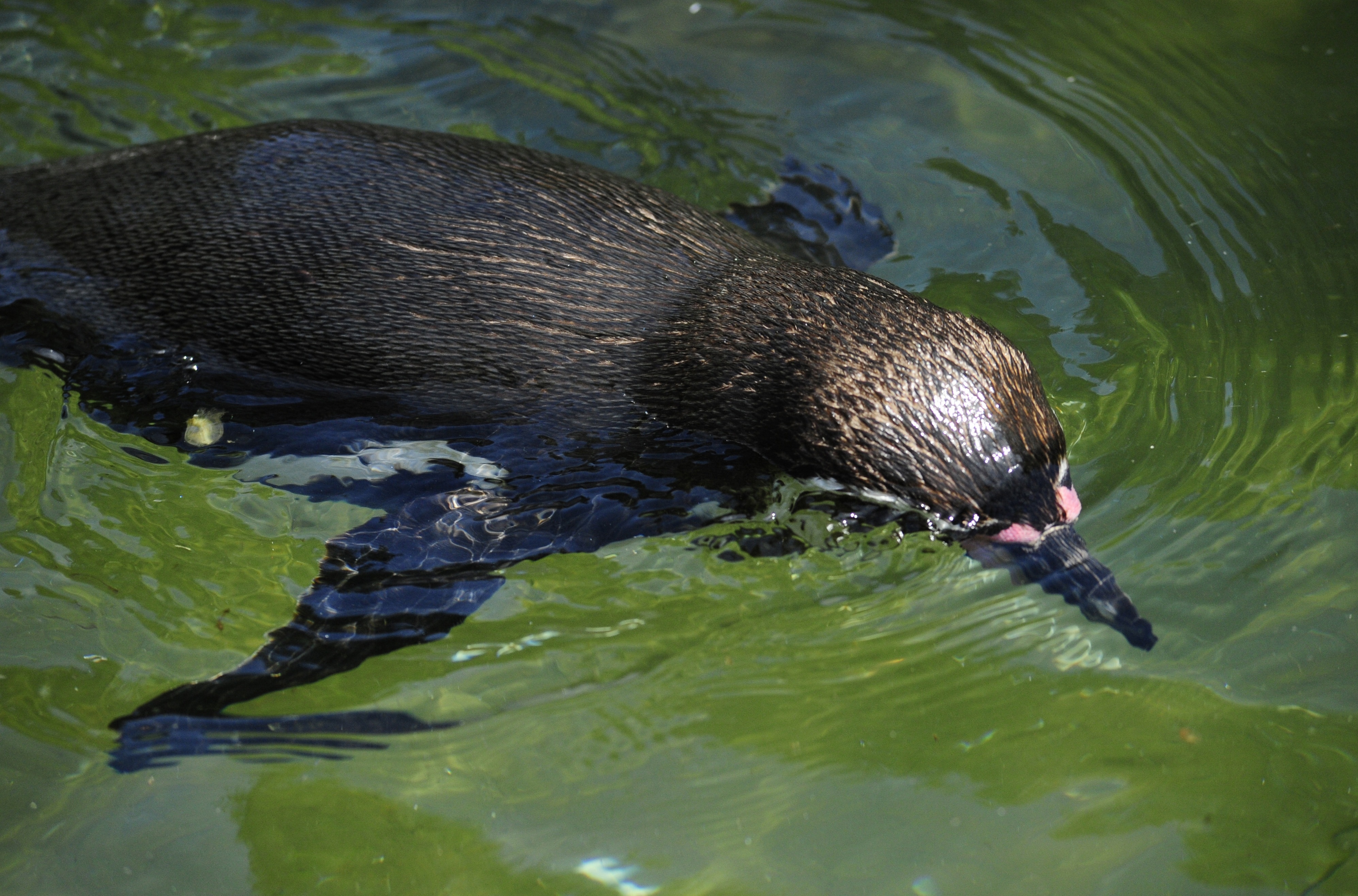 Penguin, Humboldt Penguin, Bird, animals in the wild, animal themes