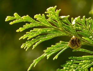 green leaf pine tree thumbnail