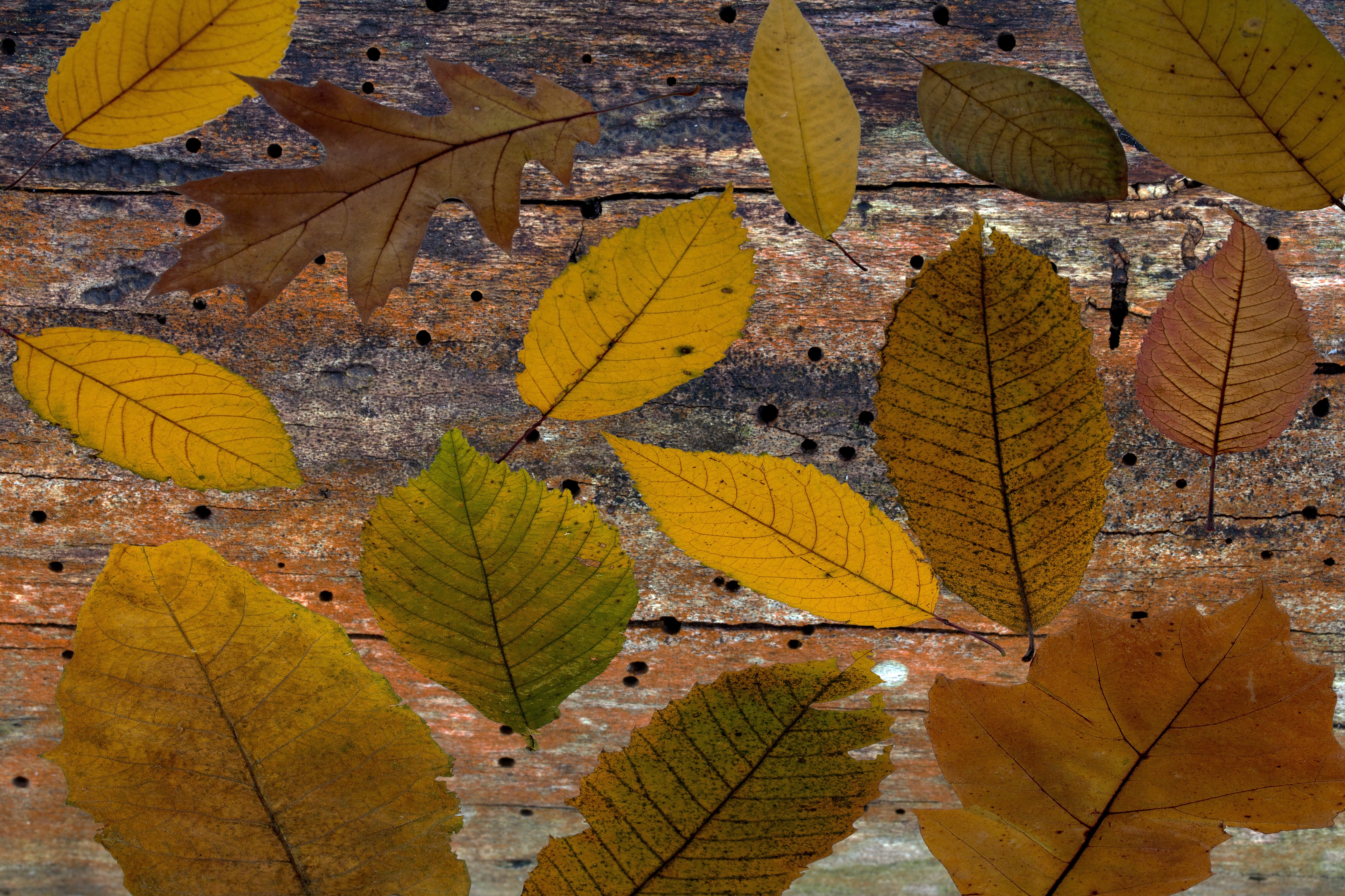 Каким цветом листья осенью. Листья деревьев. Листья осенью. Разные листья. Осенние листья деревьев.