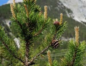 green pinecone tree thumbnail