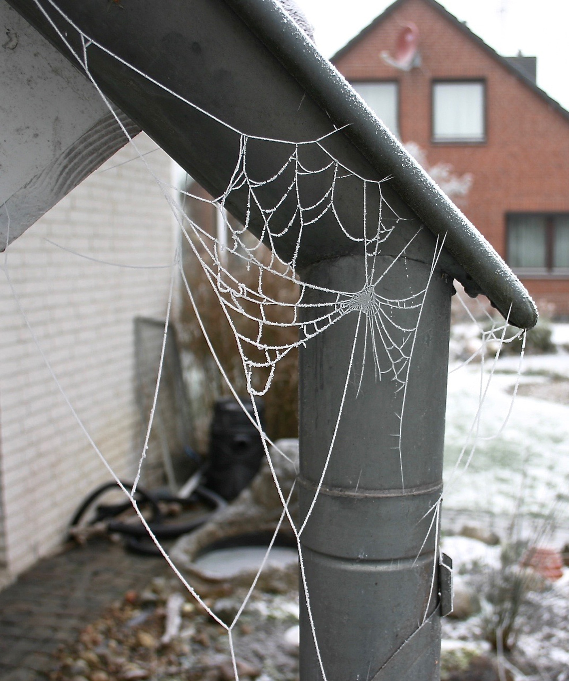 white spiderweb decor