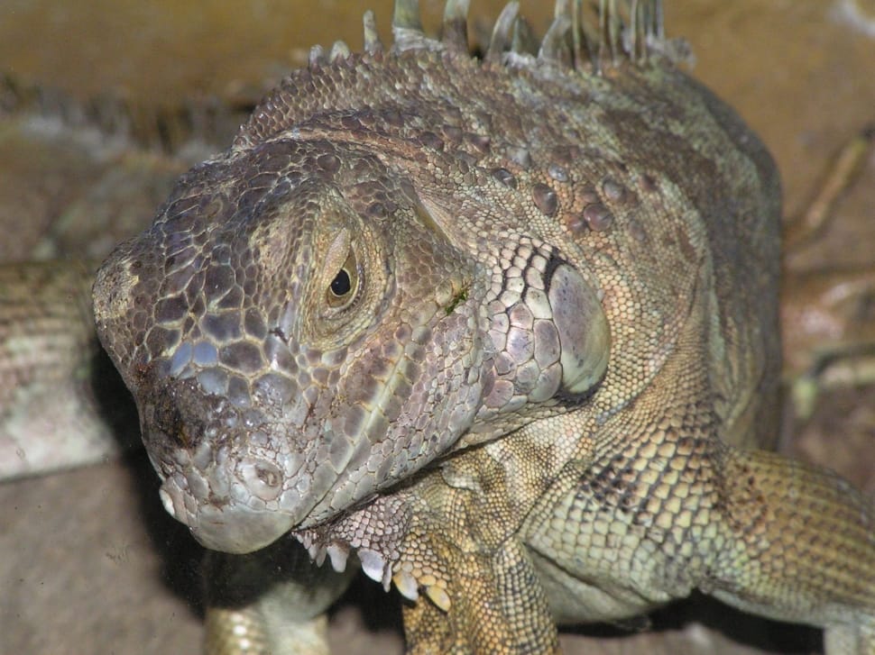 green iguana preview
