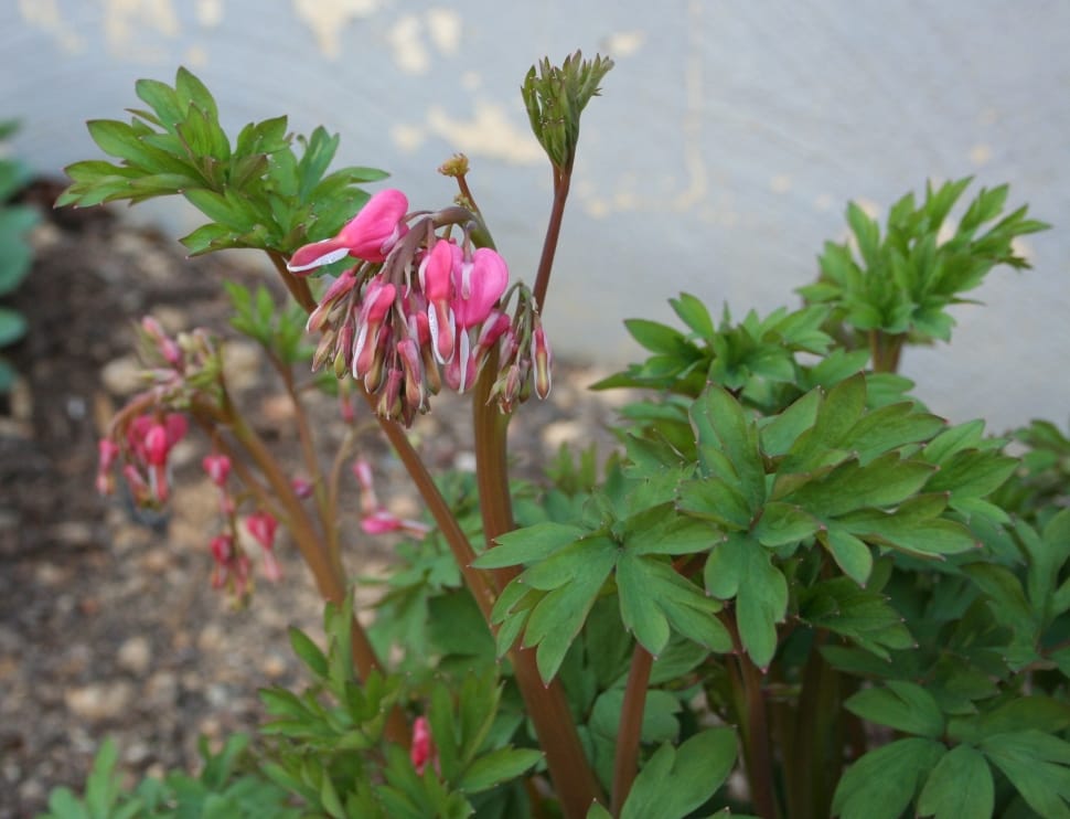 pink flower buds preview