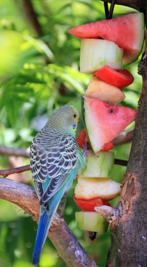 blue and green parakeet thumbnail