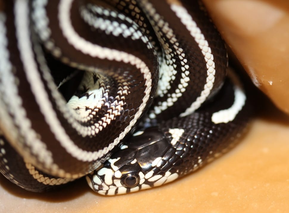 white and black snake preview