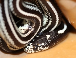 white and black snake thumbnail