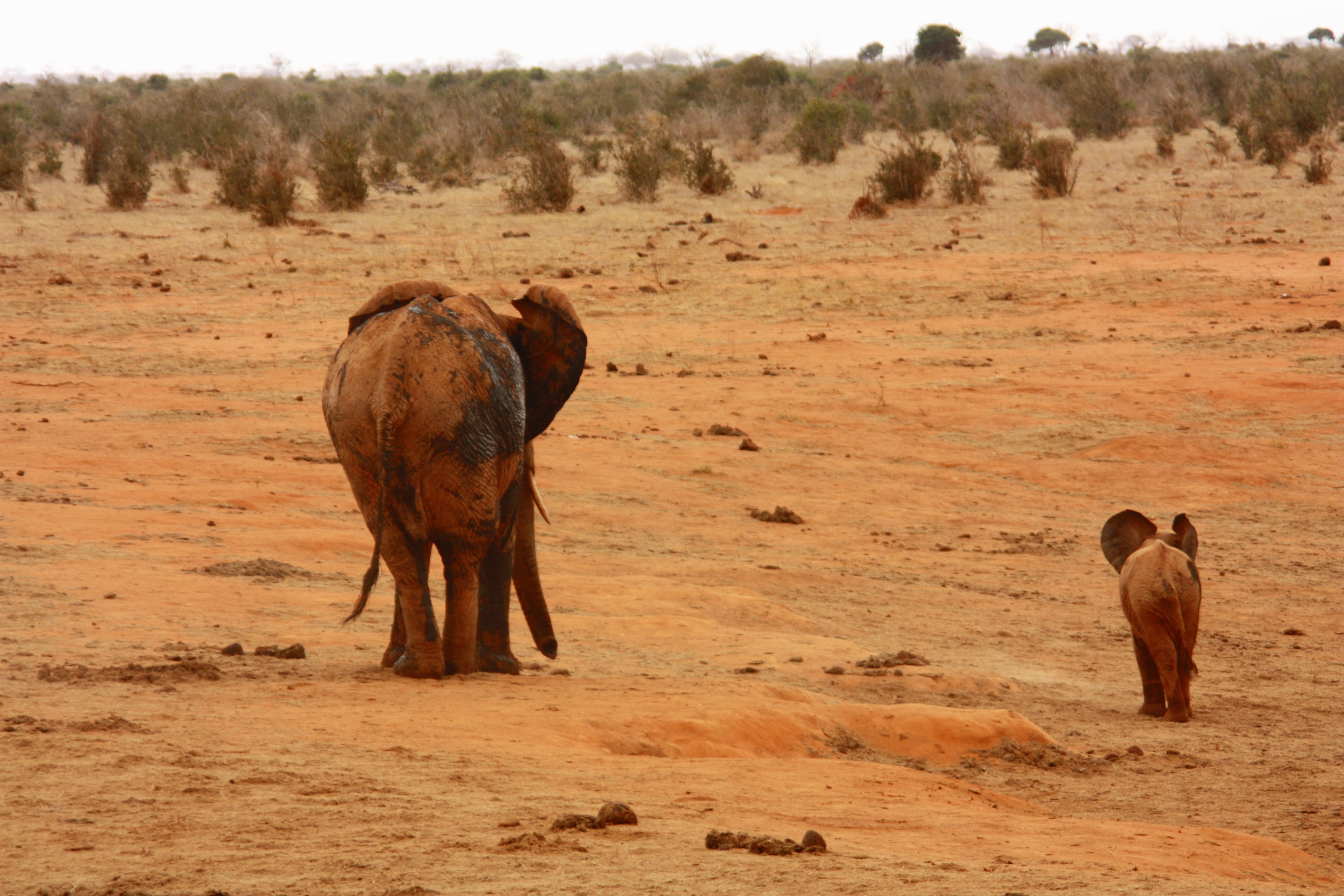 adult and young 2 brown elephants