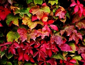 red and green leaves thumbnail