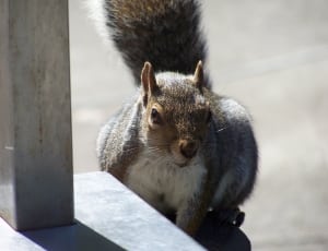 brown and grey squirrel thumbnail
