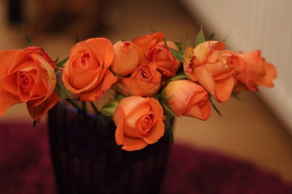 Rose, Flower, Orange, Corsage, flower, rose - flower preview