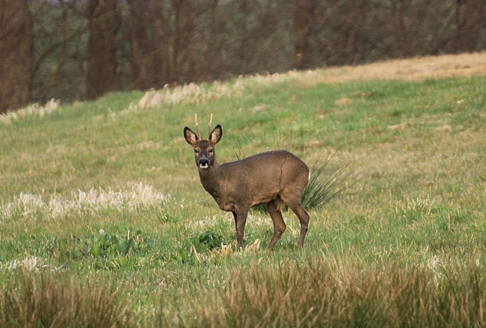 Roe Deer, Capreolus Capreoluswild, Scheu, one animal, animal wildlife preview