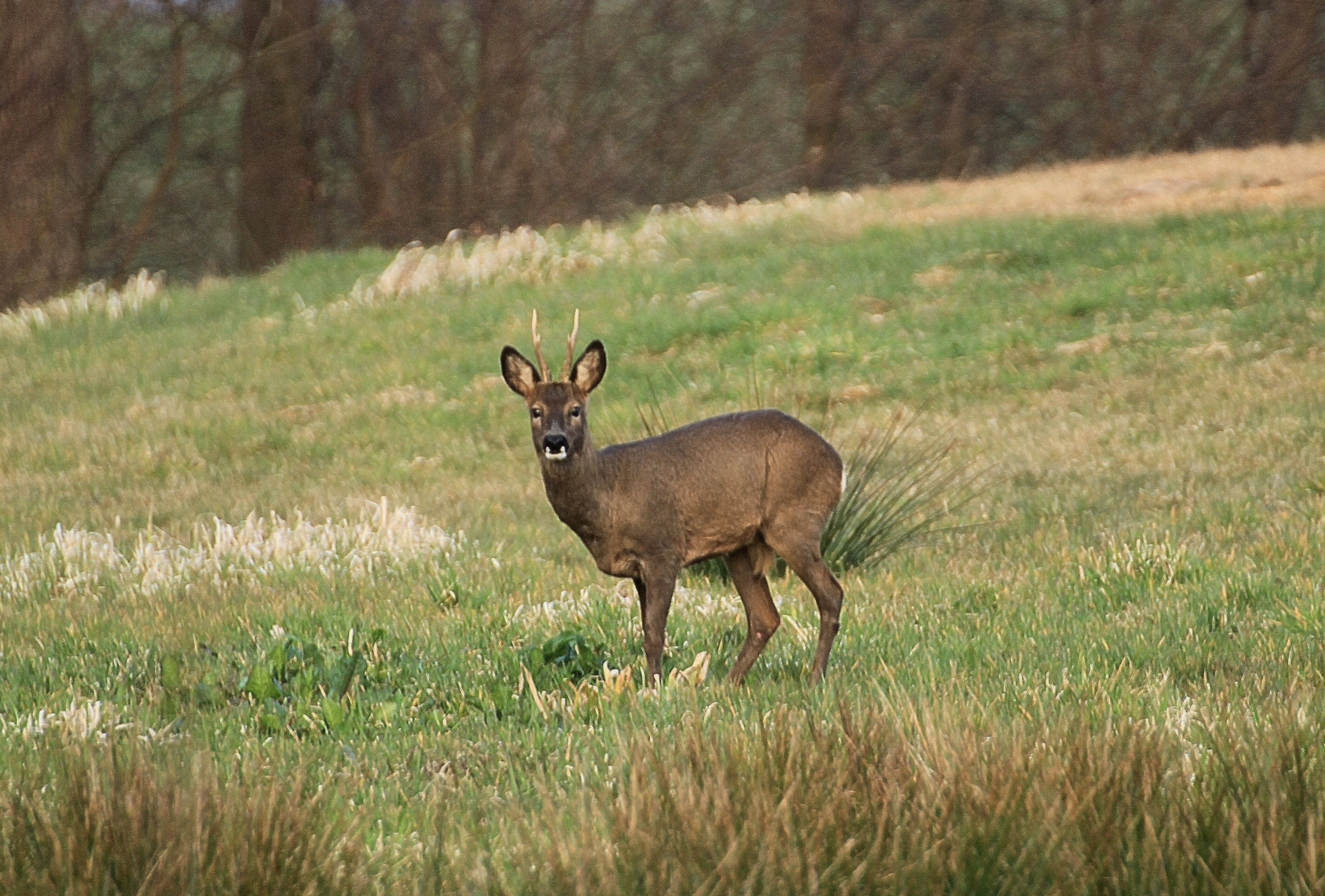 Roe Deer, Capreolus Capreoluswild, Scheu, one animal, animal wildlife