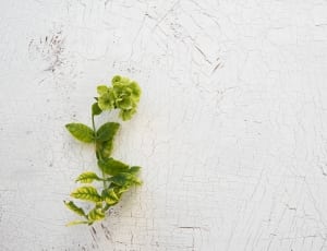 green petaled floewr thumbnail