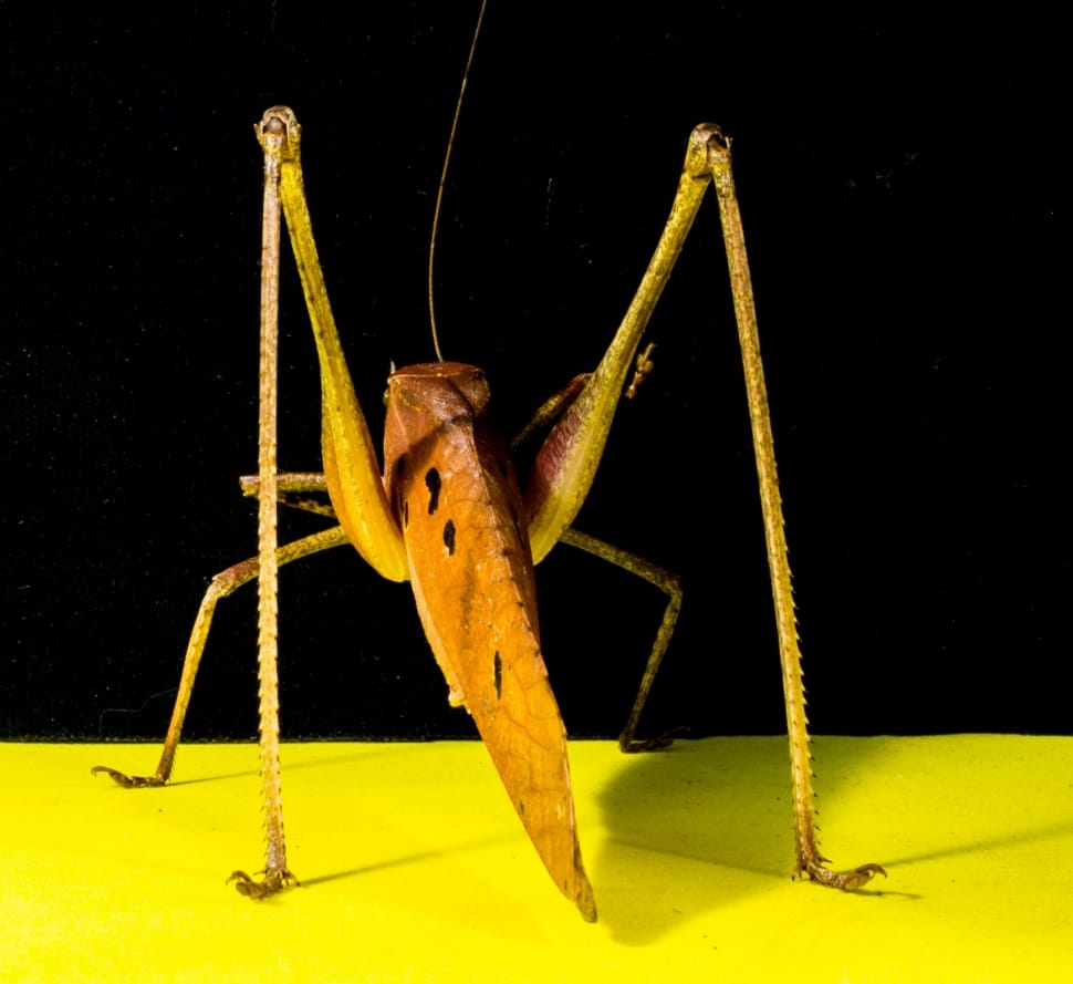 yellow and brown grasshopper preview