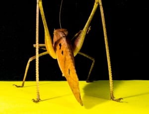 yellow and brown grasshopper thumbnail