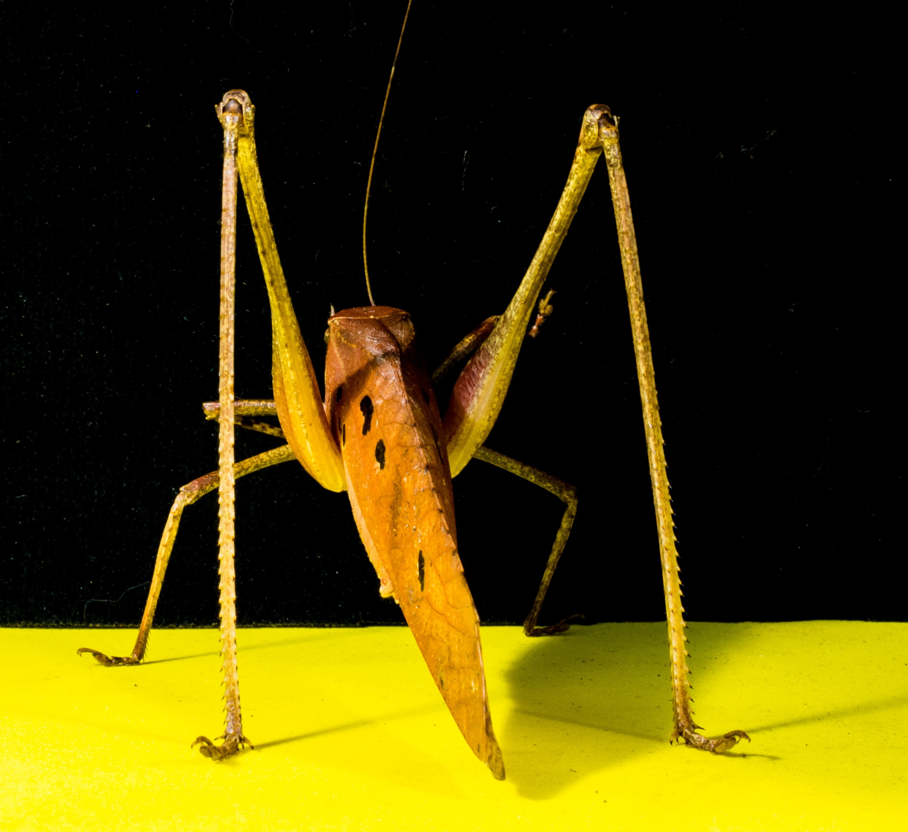 yellow and brown grasshopper
