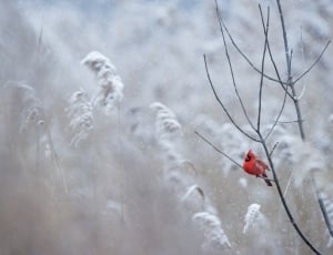 red bird on twigs in selective focus photography thumbnail