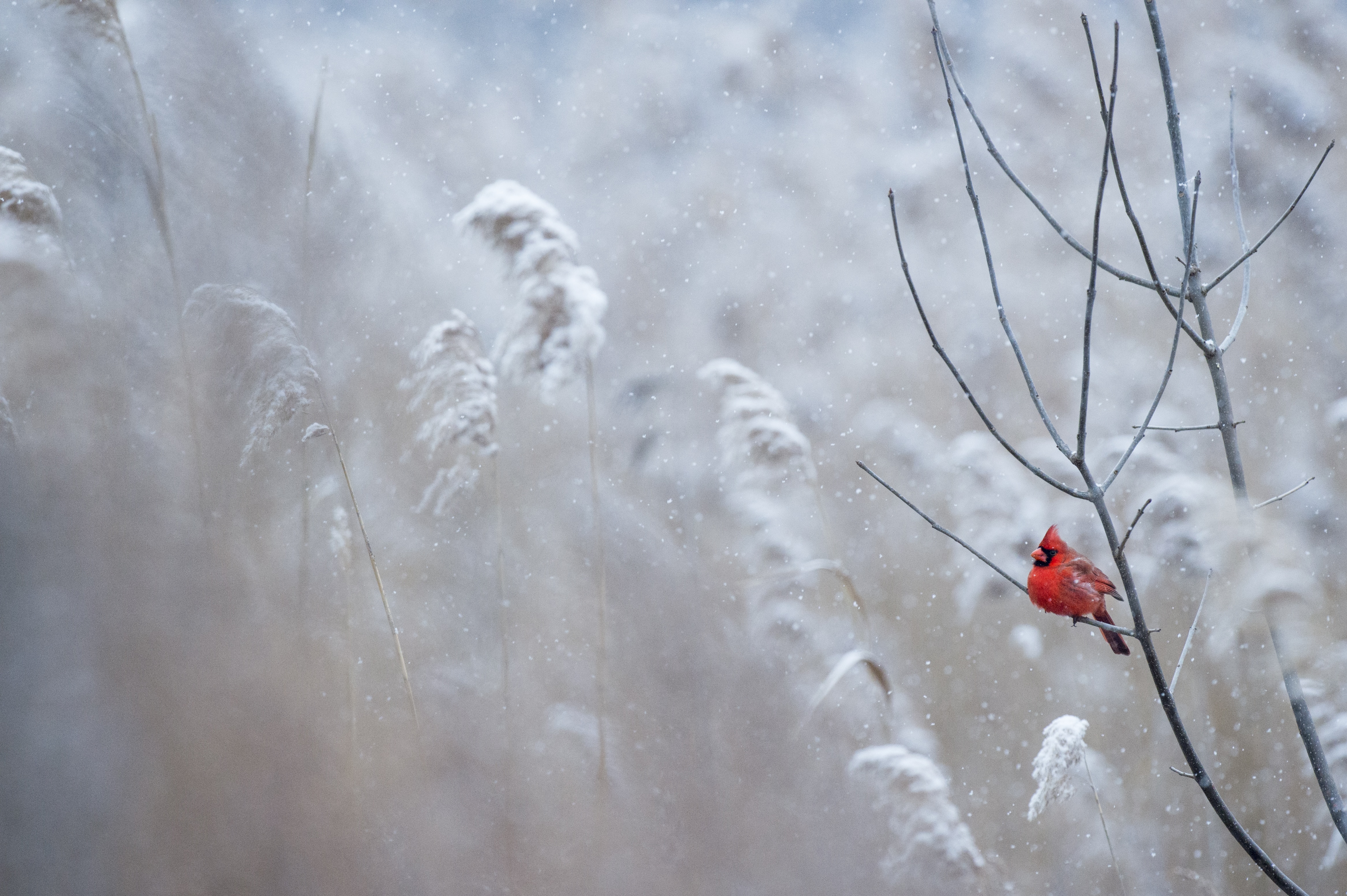 red bird on twigs in selective focus photography