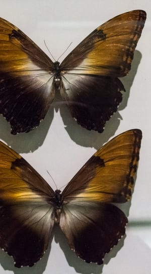 2 brown and black moths thumbnail