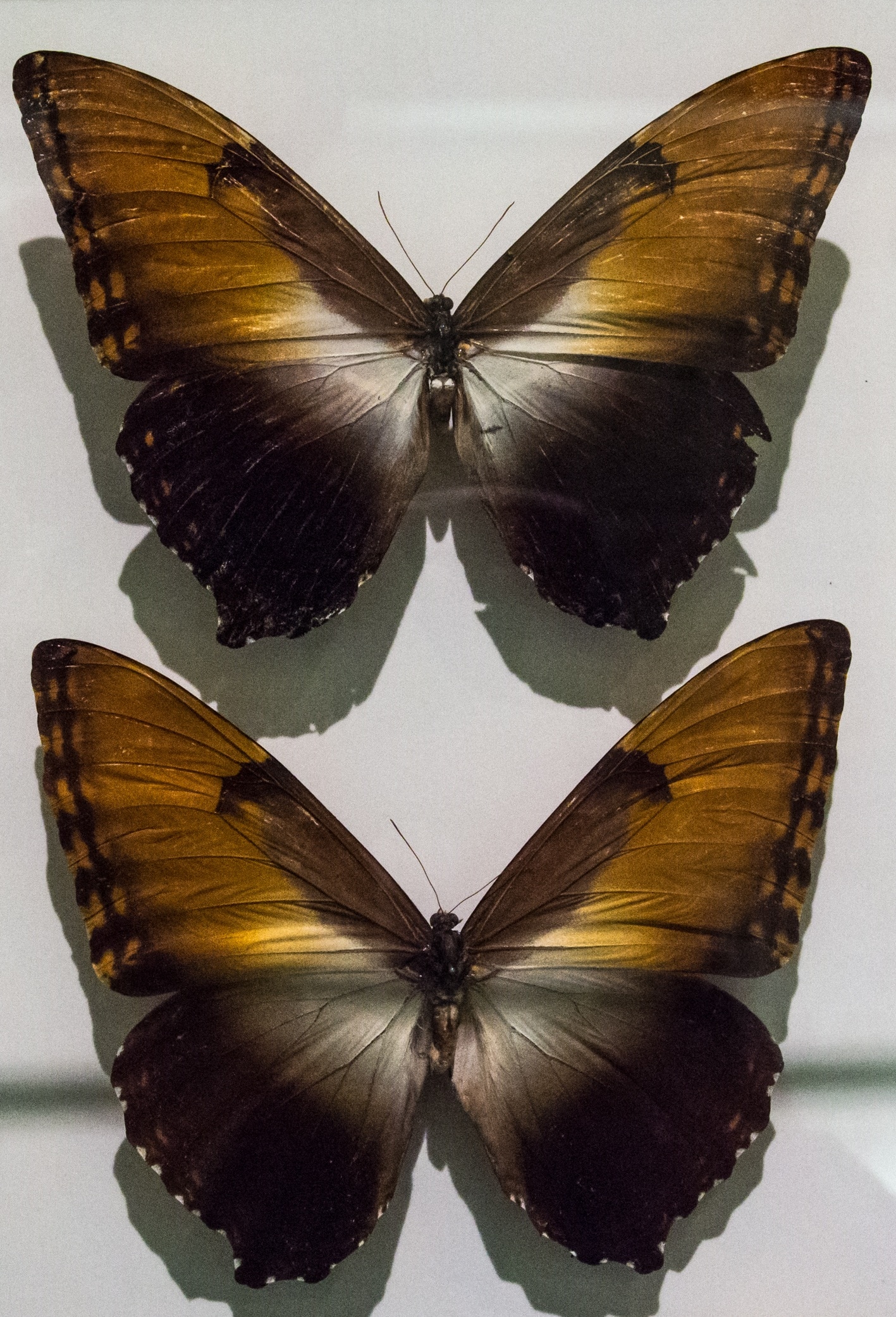 2 brown and black moths