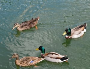2 male and 2 female mallard ducks thumbnail