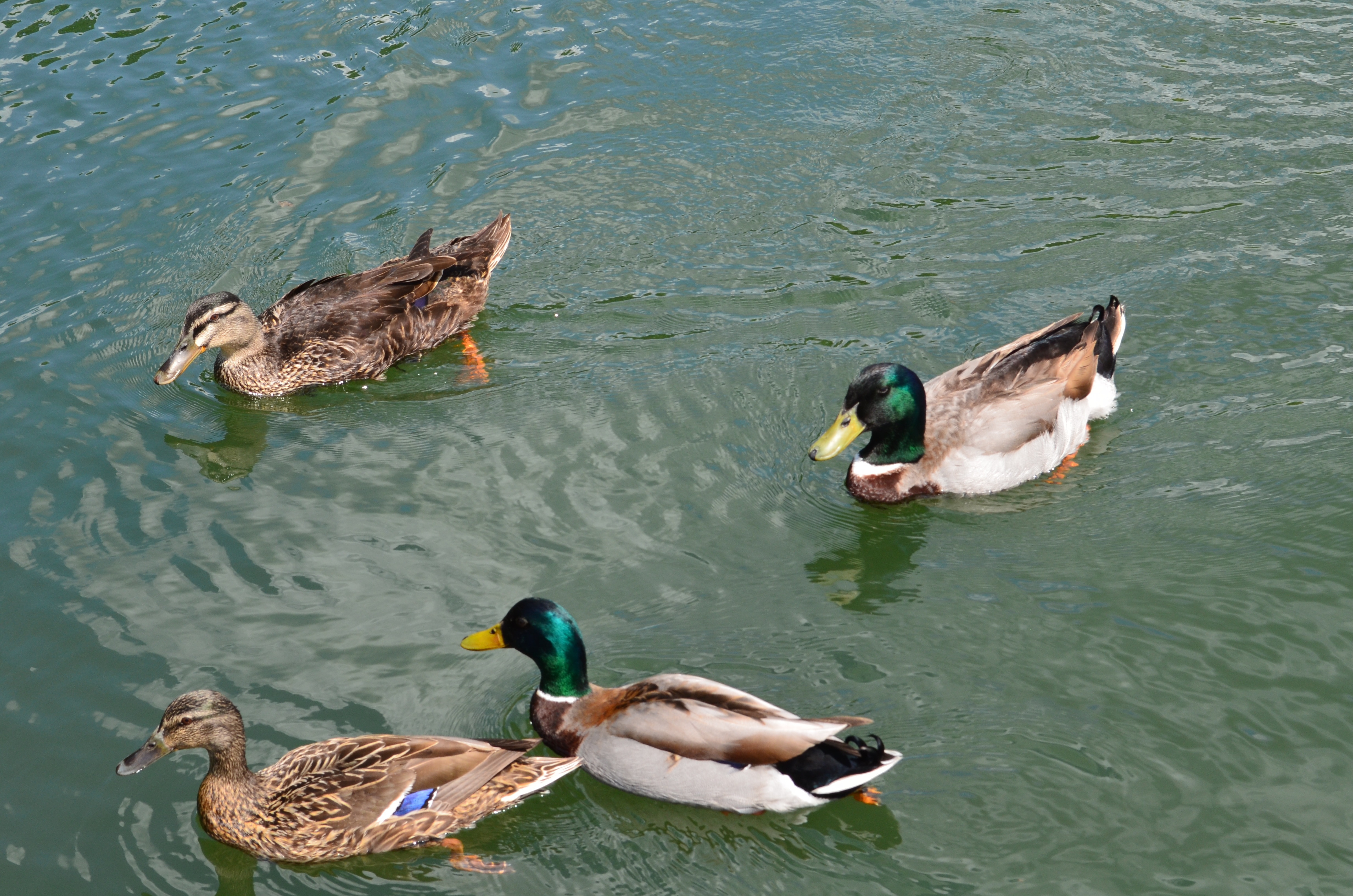 2 male and 2 female mallard ducks