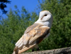 white gray and brown owl thumbnail