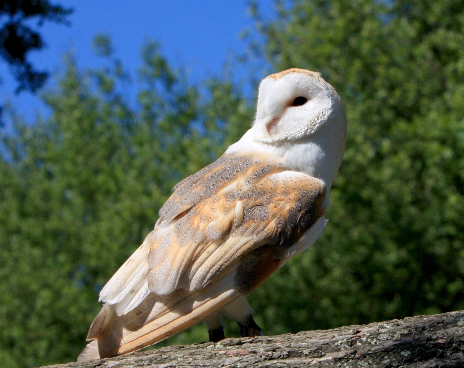 white gray and brown owl