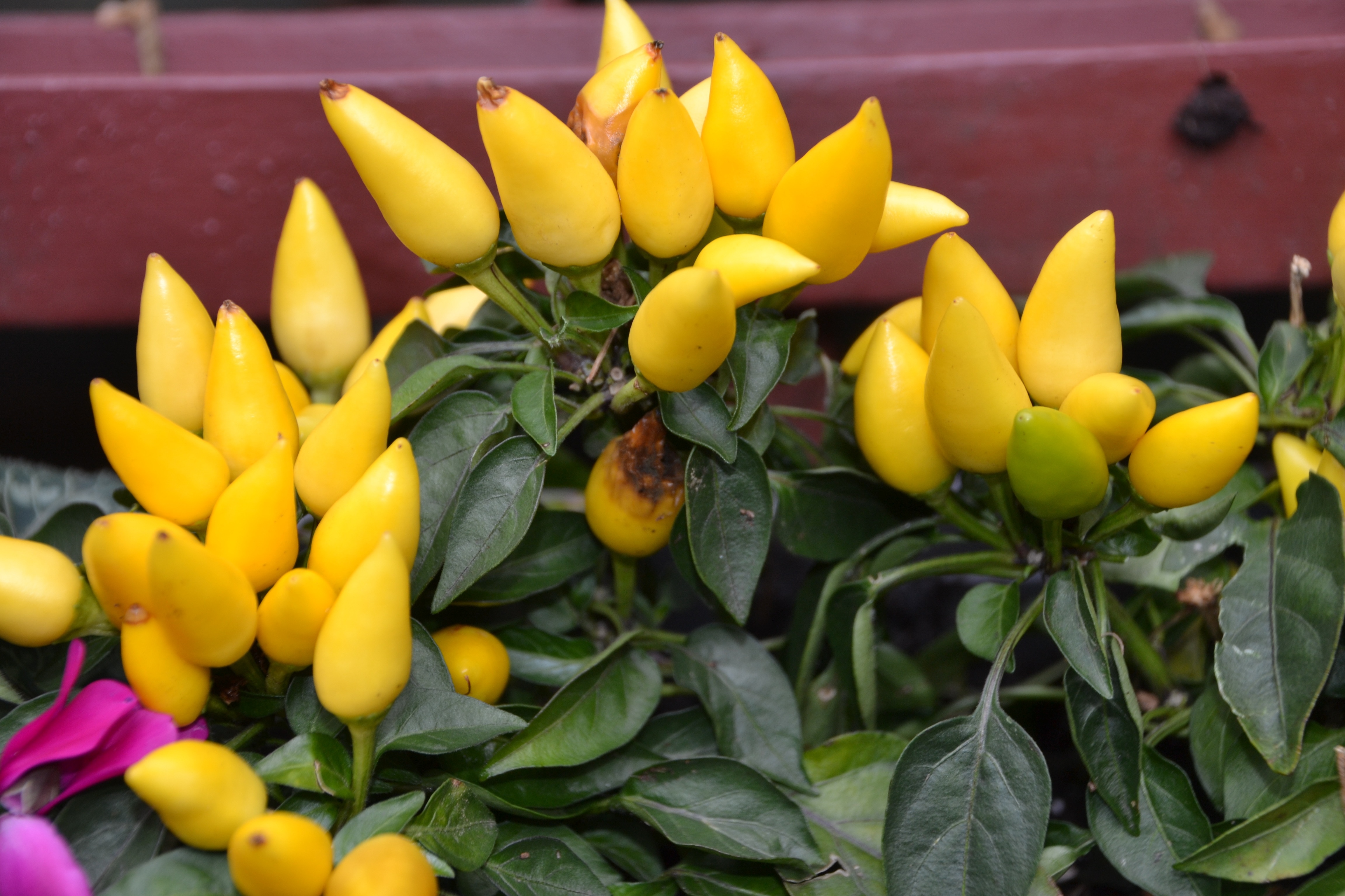 yellow peppers