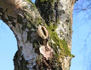 wood branch thumbnail