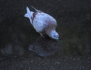 white and brown pigeon thumbnail