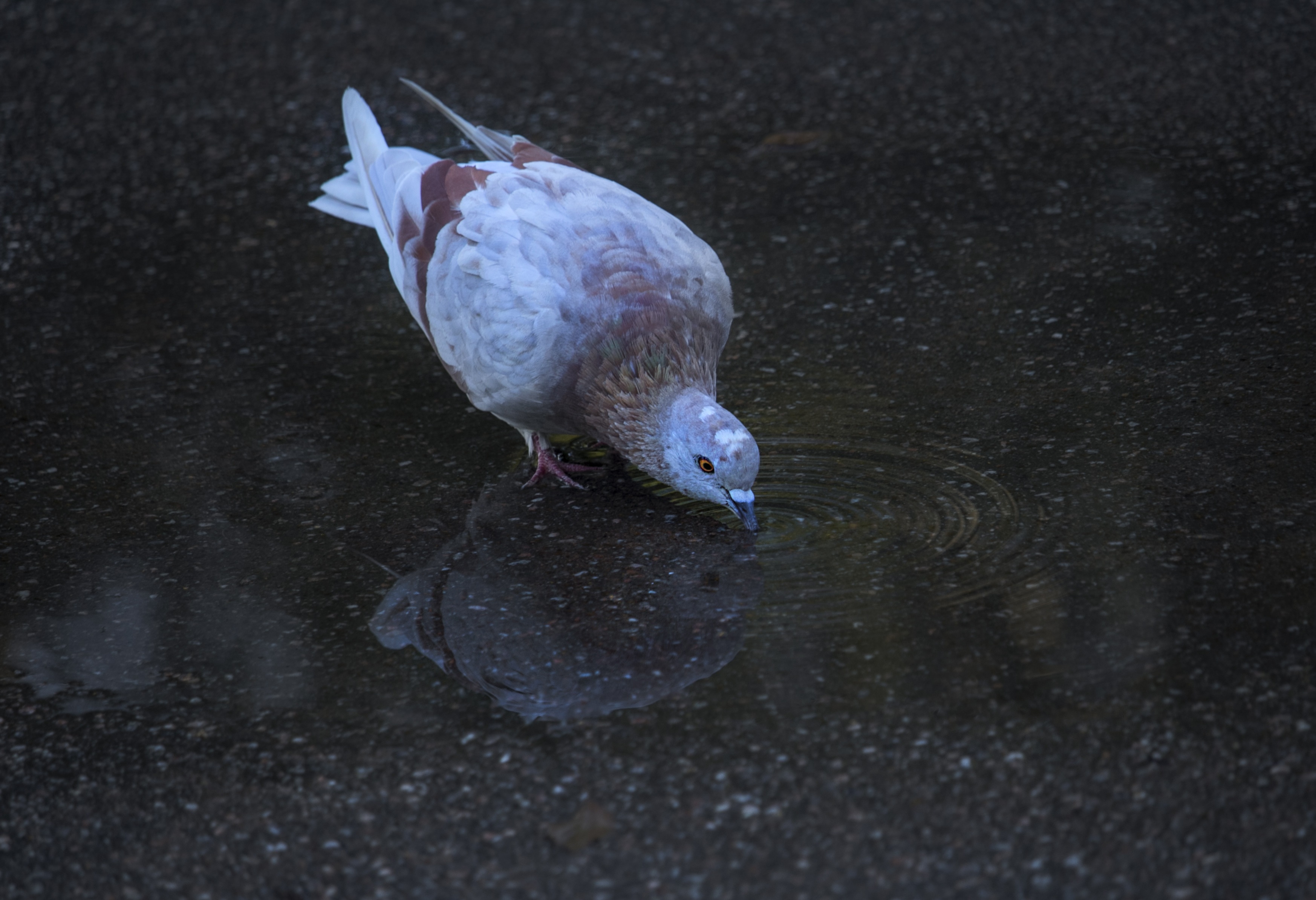 white and brown pigeon