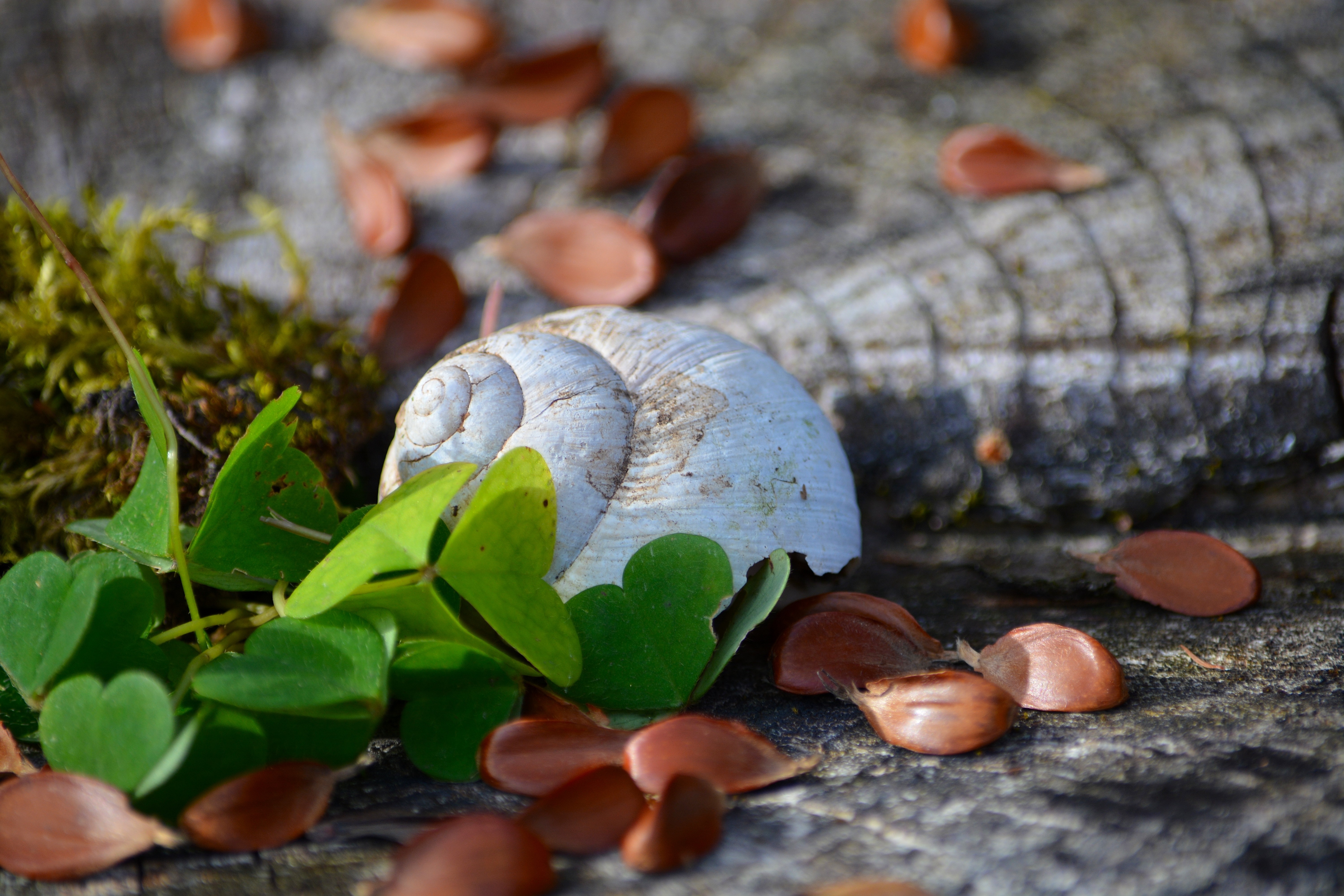 beige shell and leaves