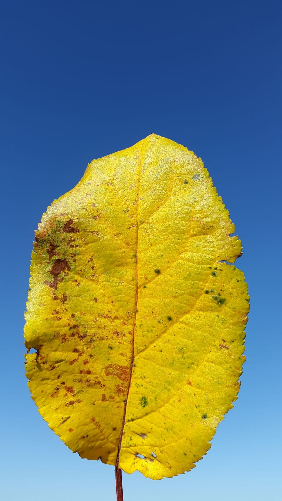 Leaf, Yellow, Summer, Sun, leaf, autumn preview