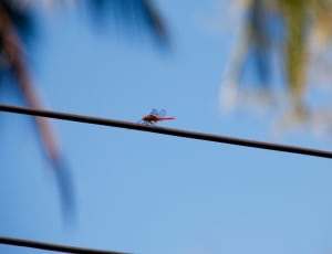 red and black dragon fly thumbnail
