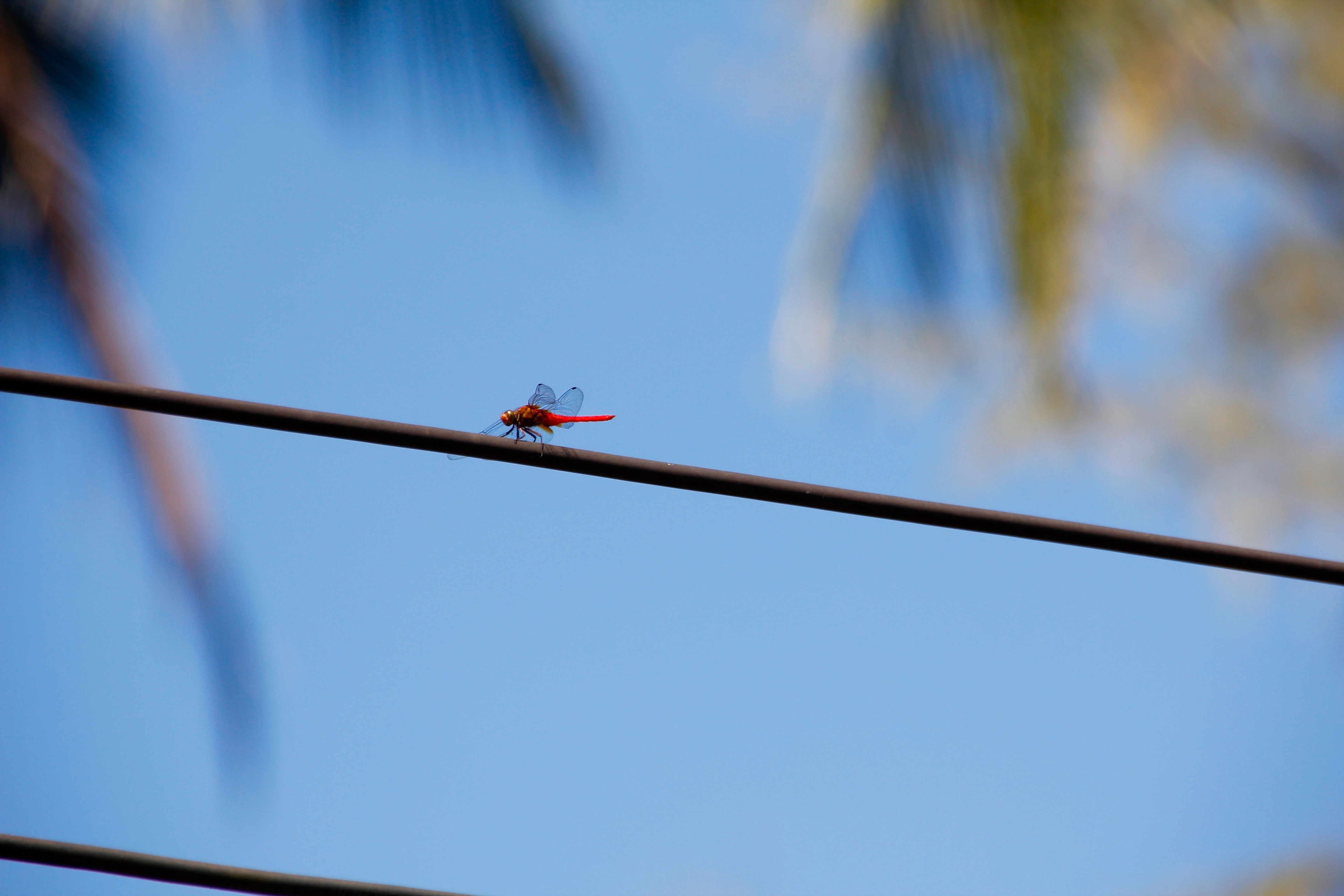 red and black dragon fly