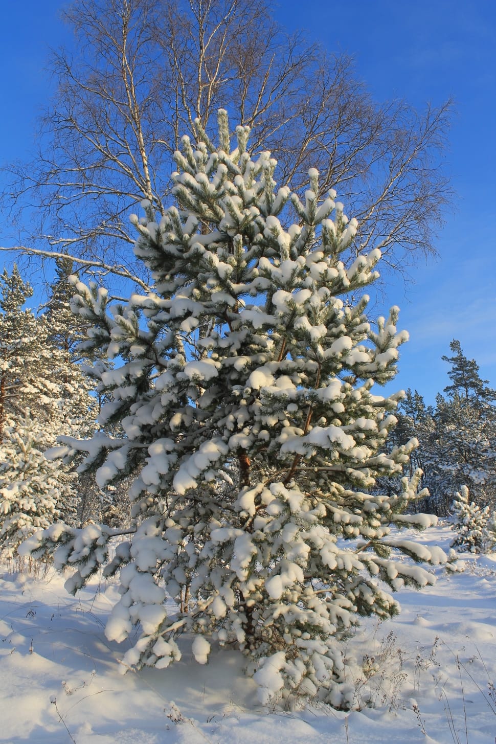 pine tree cover with snow preview