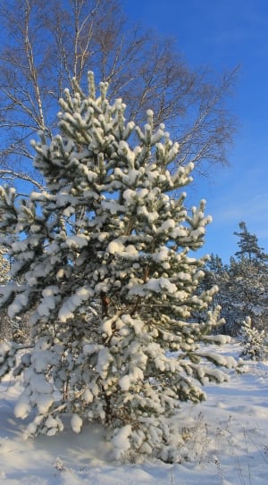 pine tree cover with snow thumbnail