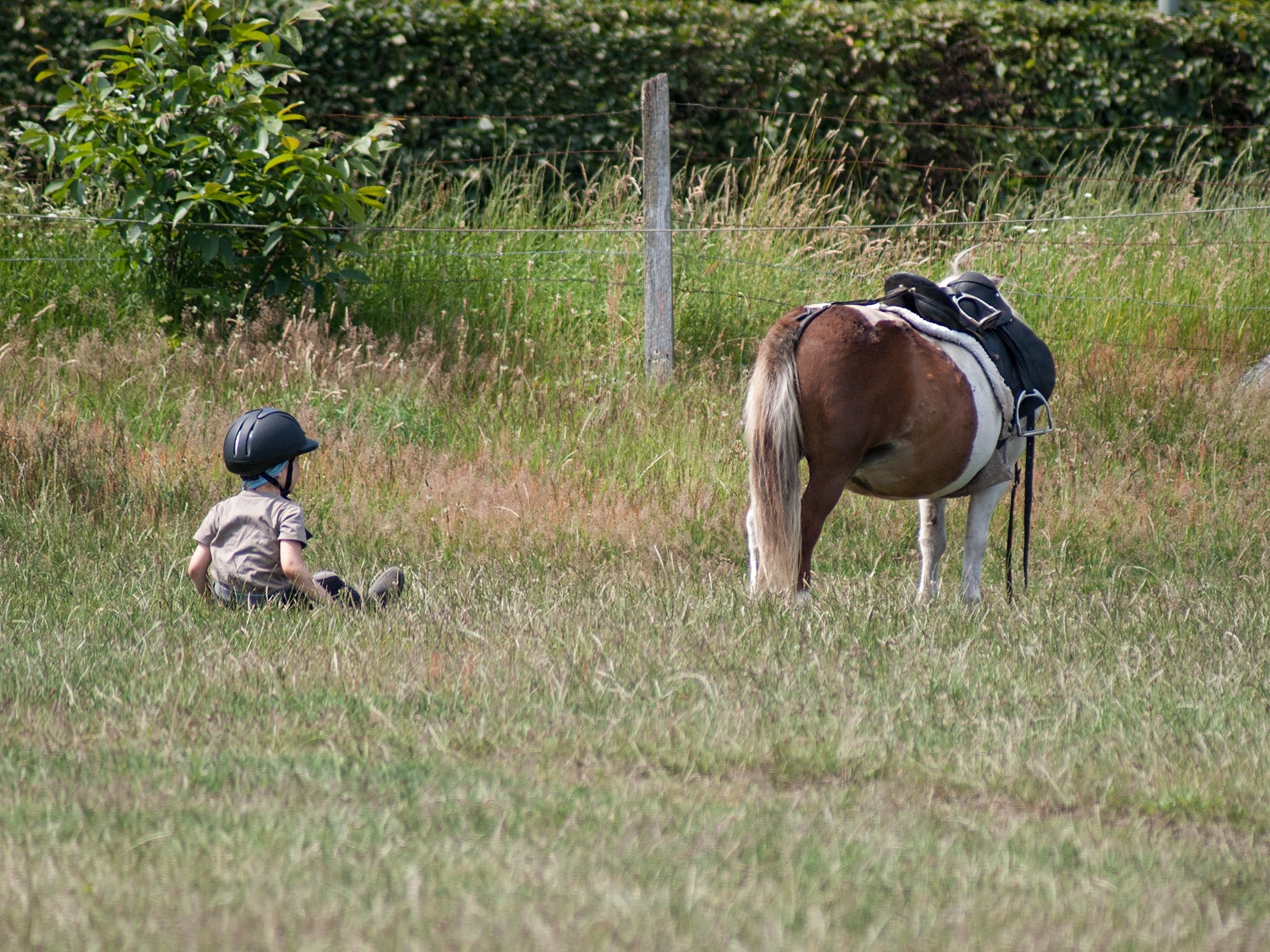 white brown and black horse