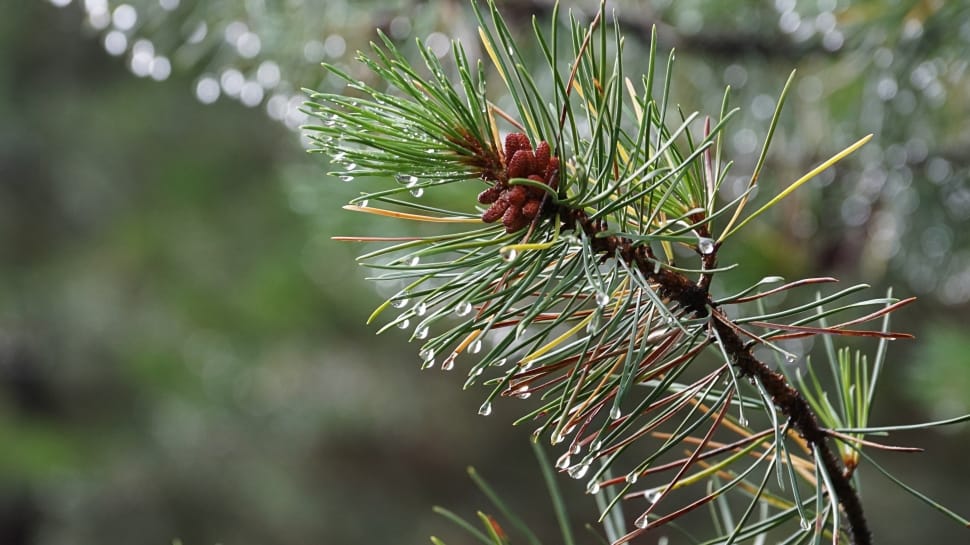 green pine tree preview