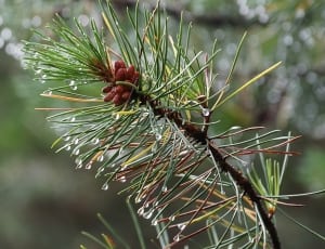 green pine tree thumbnail