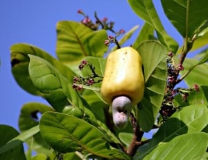 cashew fruit thumbnail