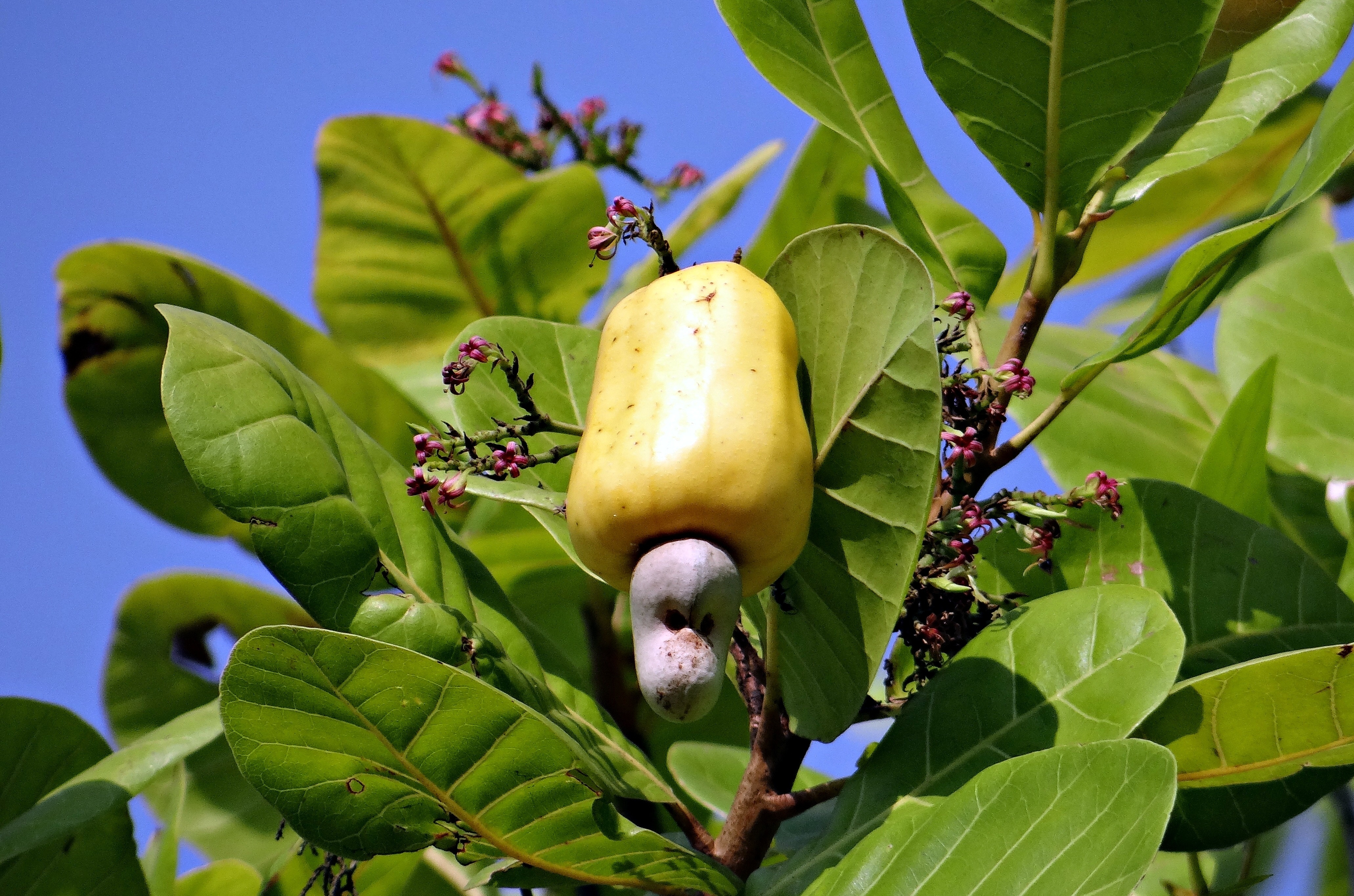 cashew fruit