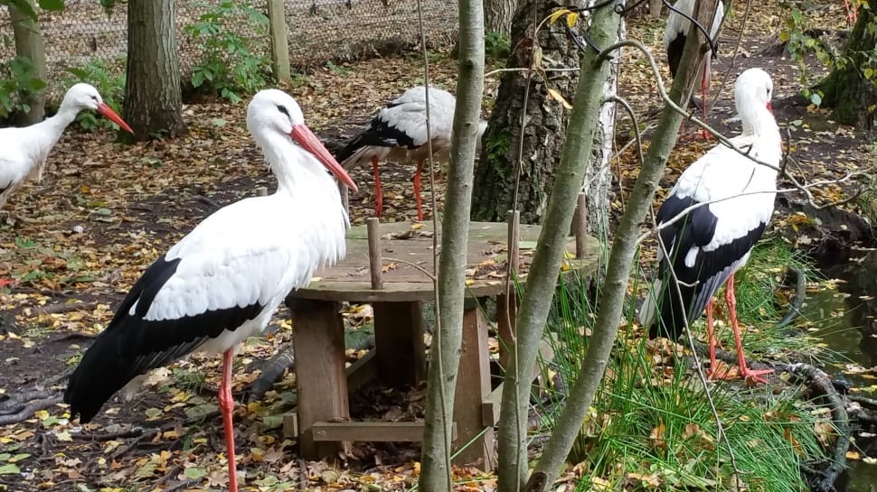 white and black flamingo preview