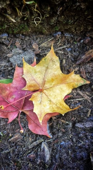 2 yellow and red maple leaves on ground thumbnail